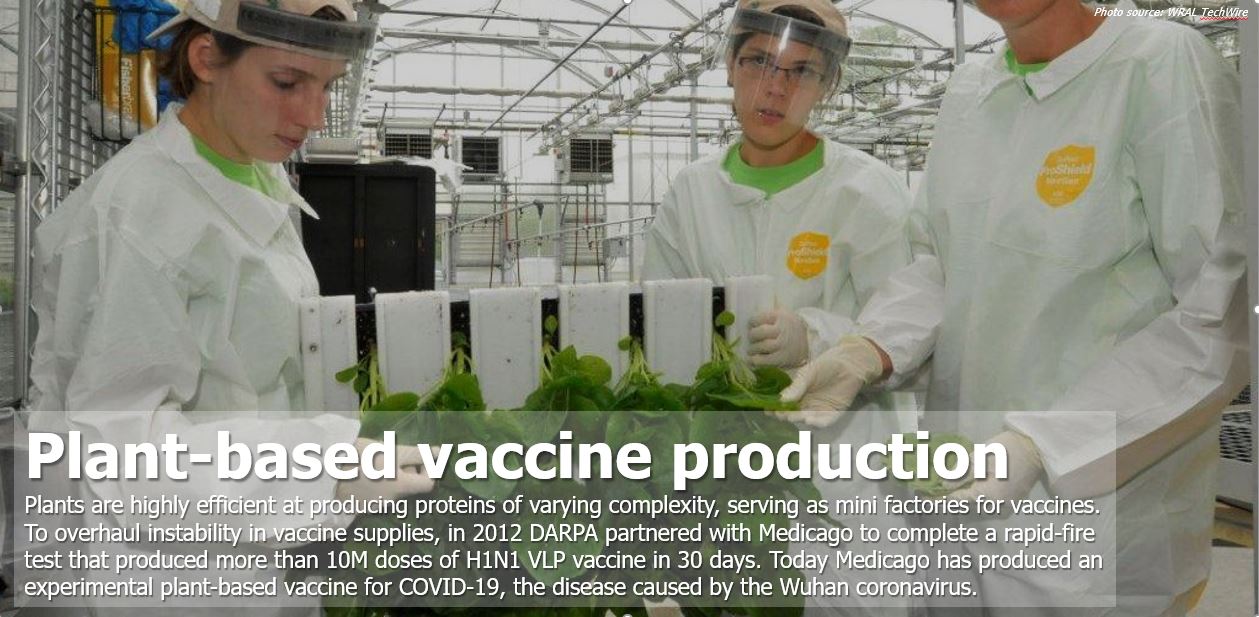 Plant-based vaccine production